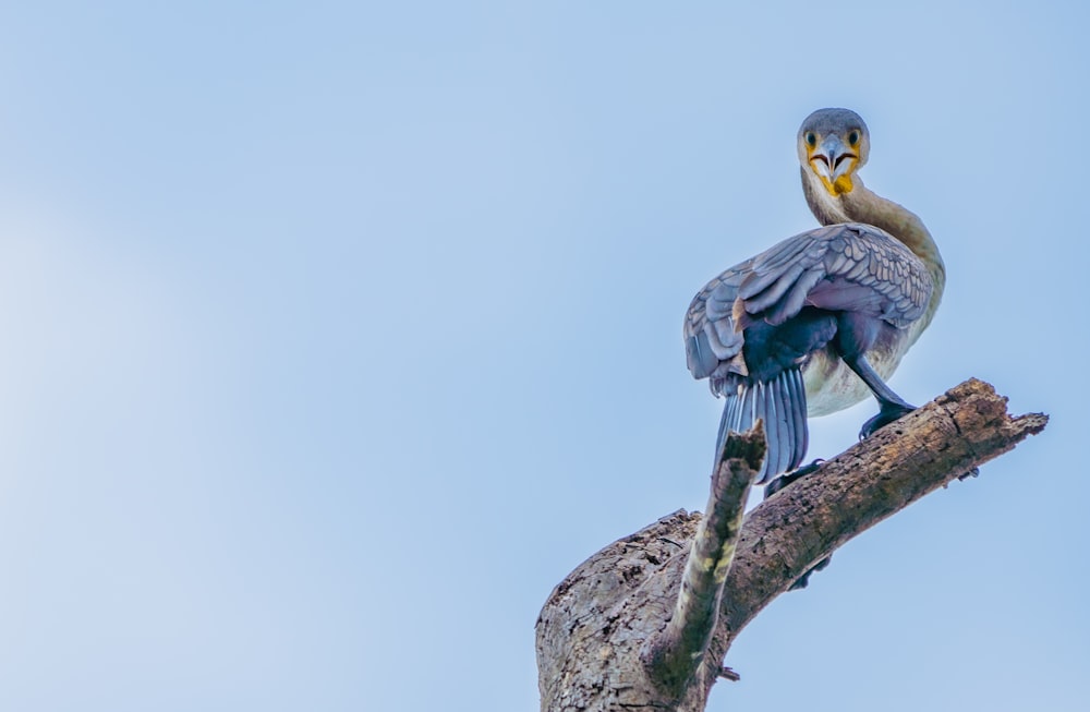 blue bird on tree branch