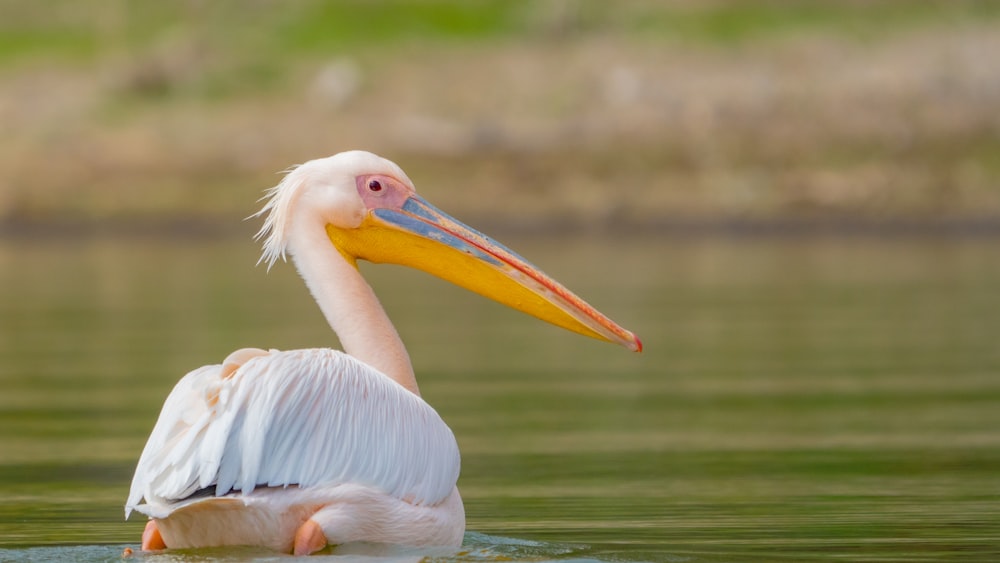 Pelicano branco