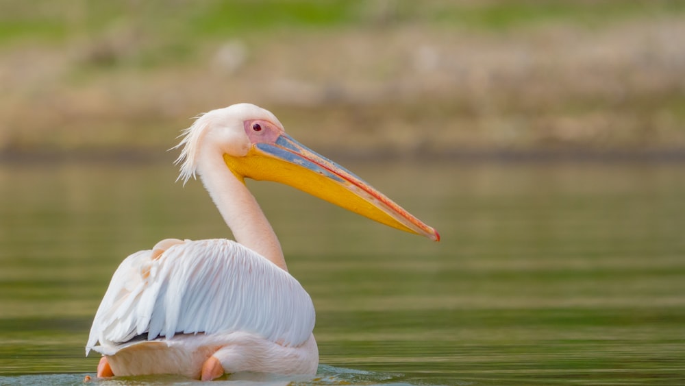 white pelican