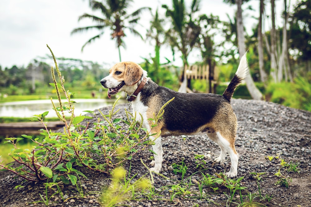 short-coated tricolor dog