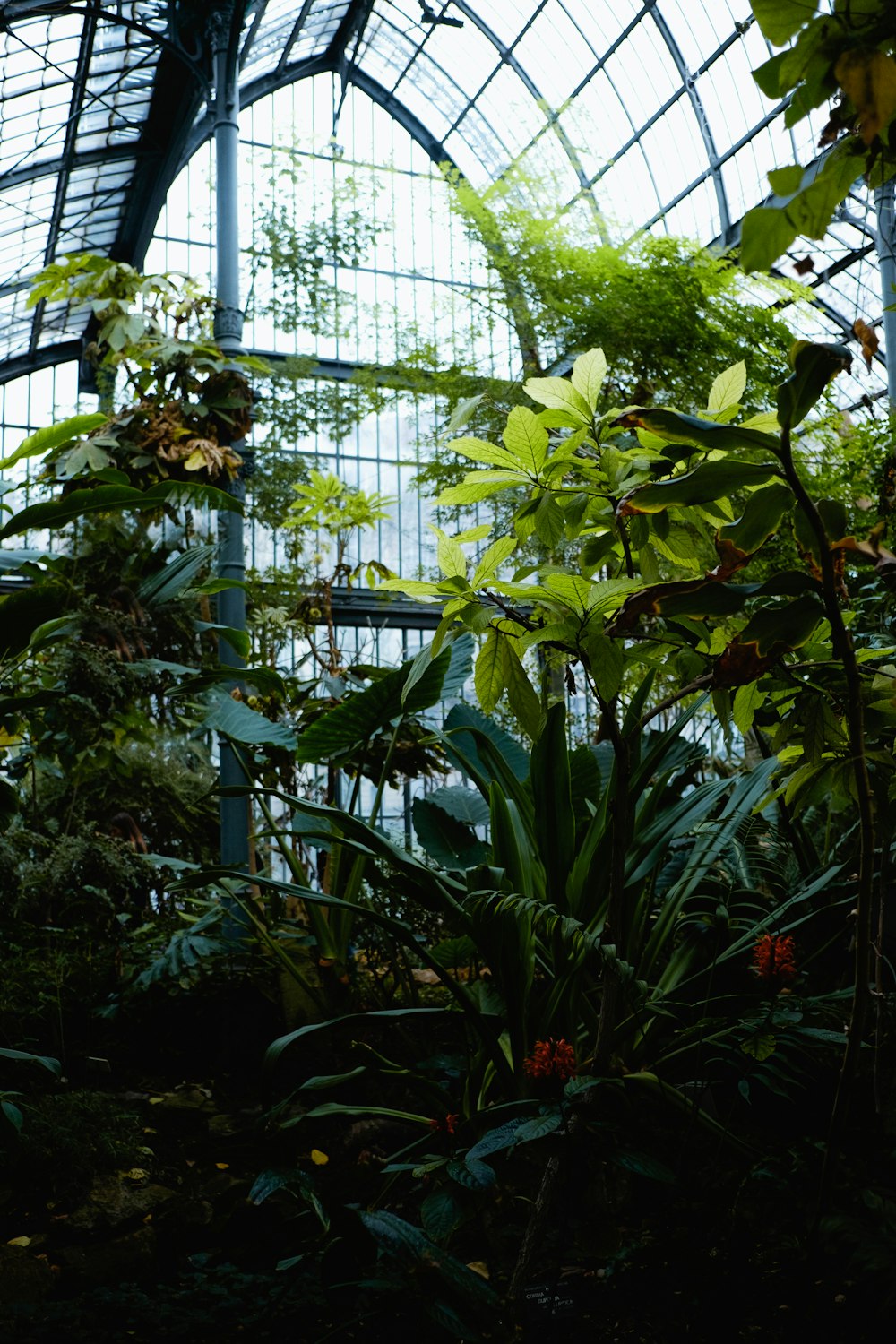 green-leafed plants