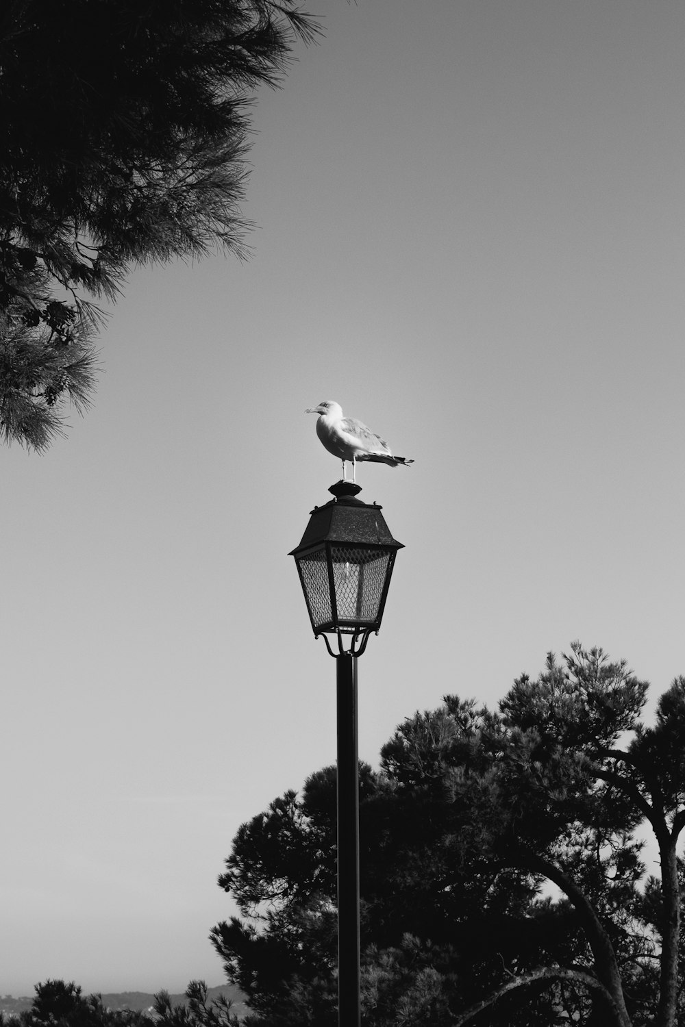 greyscale photo of bird on lamppost