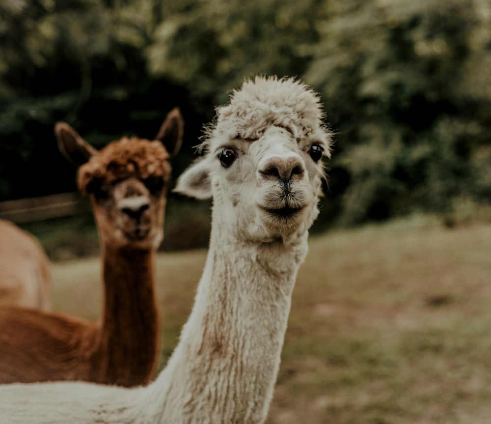 white and brown llama