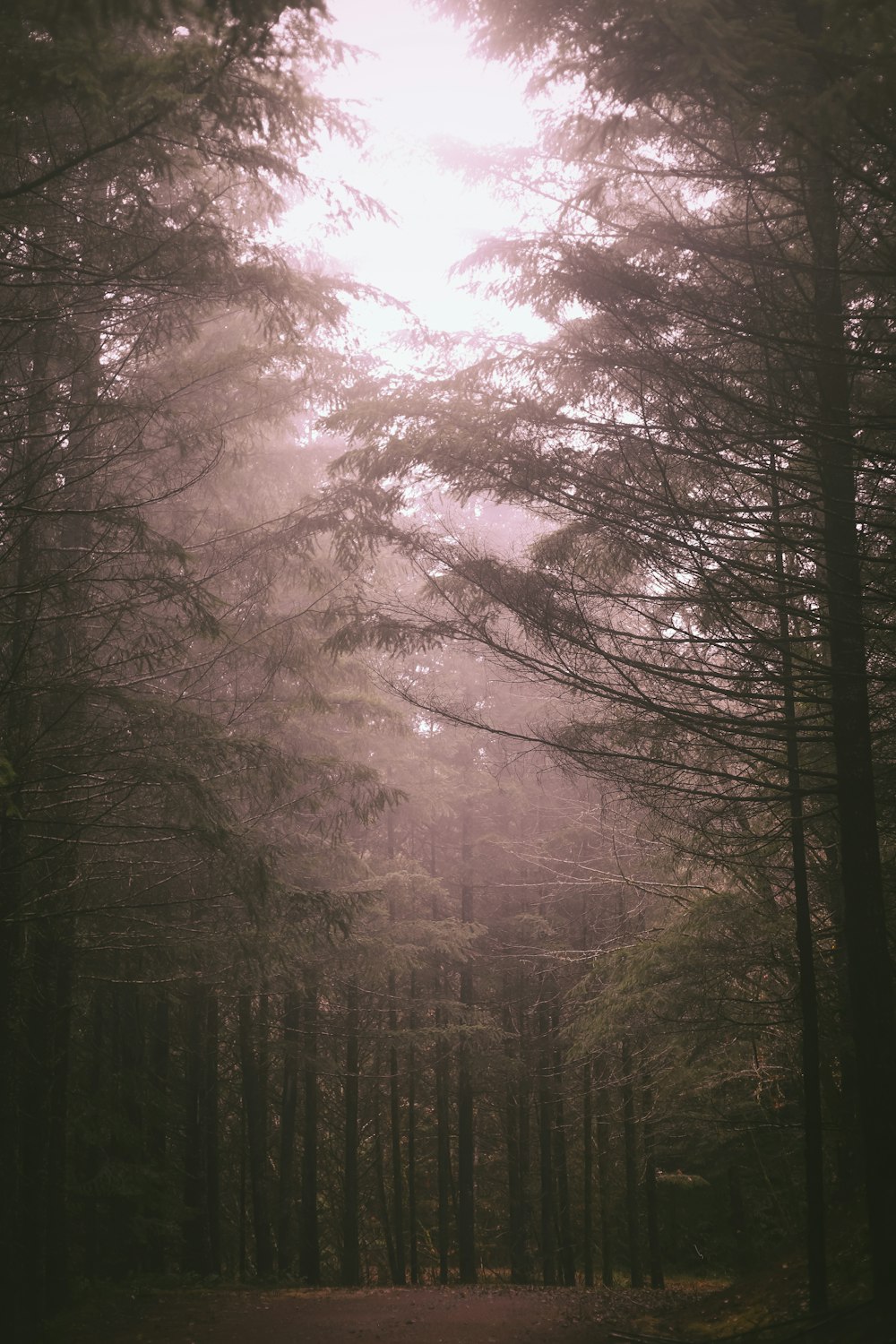 foresta nebbiosa