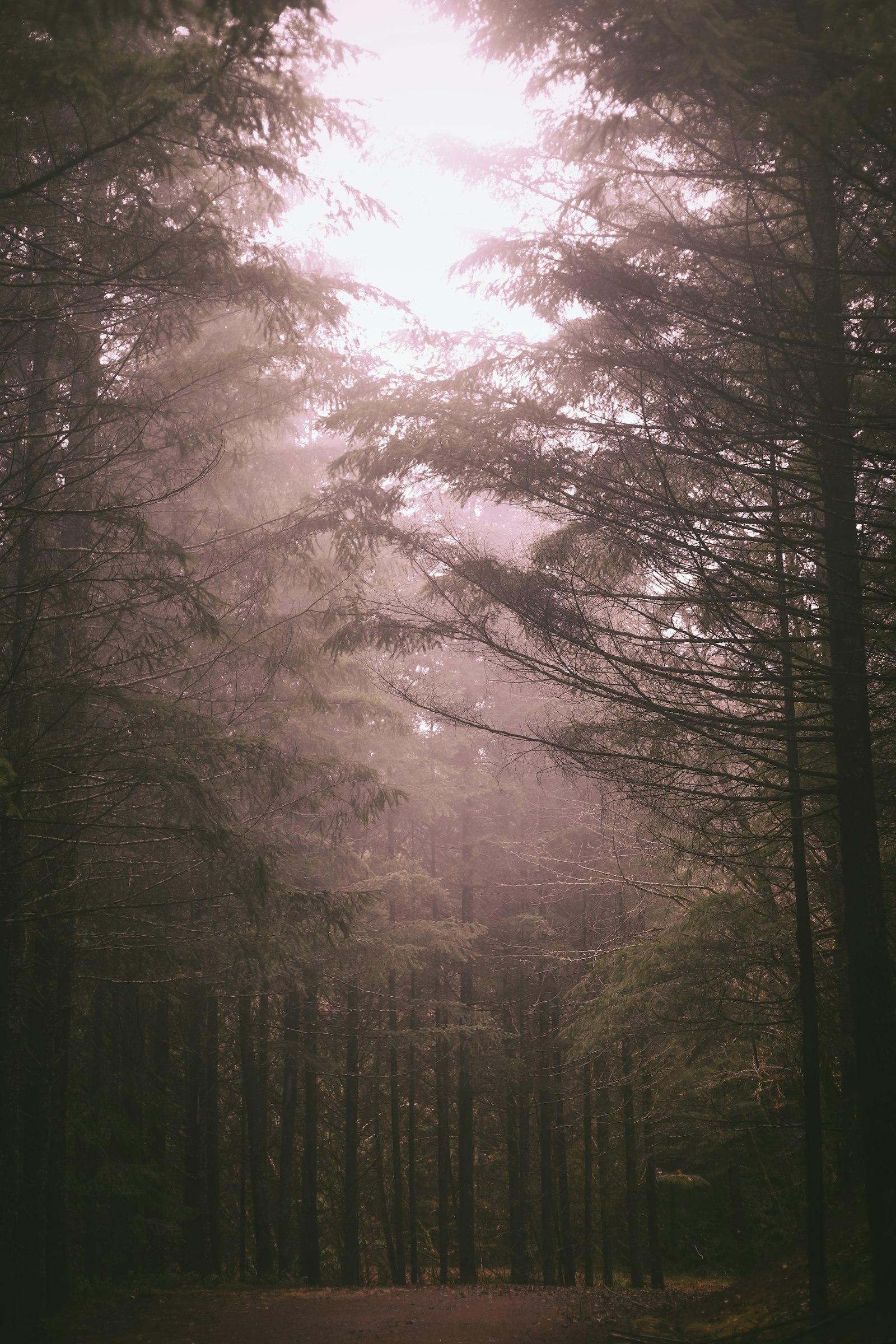 Canon EOS 6D Mark II + Canon EF 50mm F1.8 II sample photo. Foggy forest photography