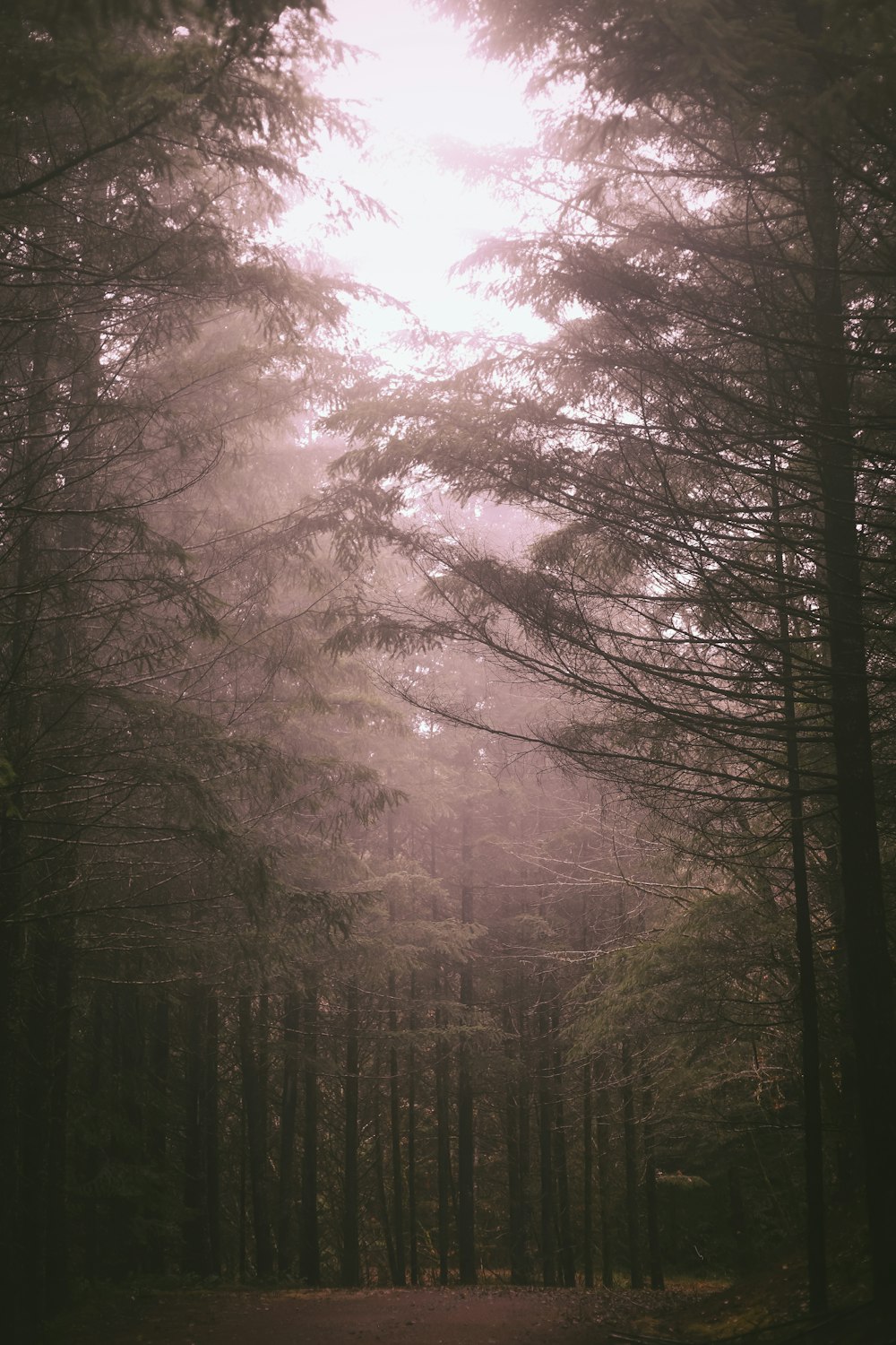 forêt brumeuse