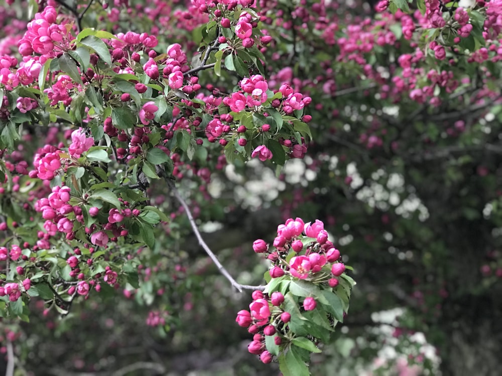 pink flowers and green leaves
