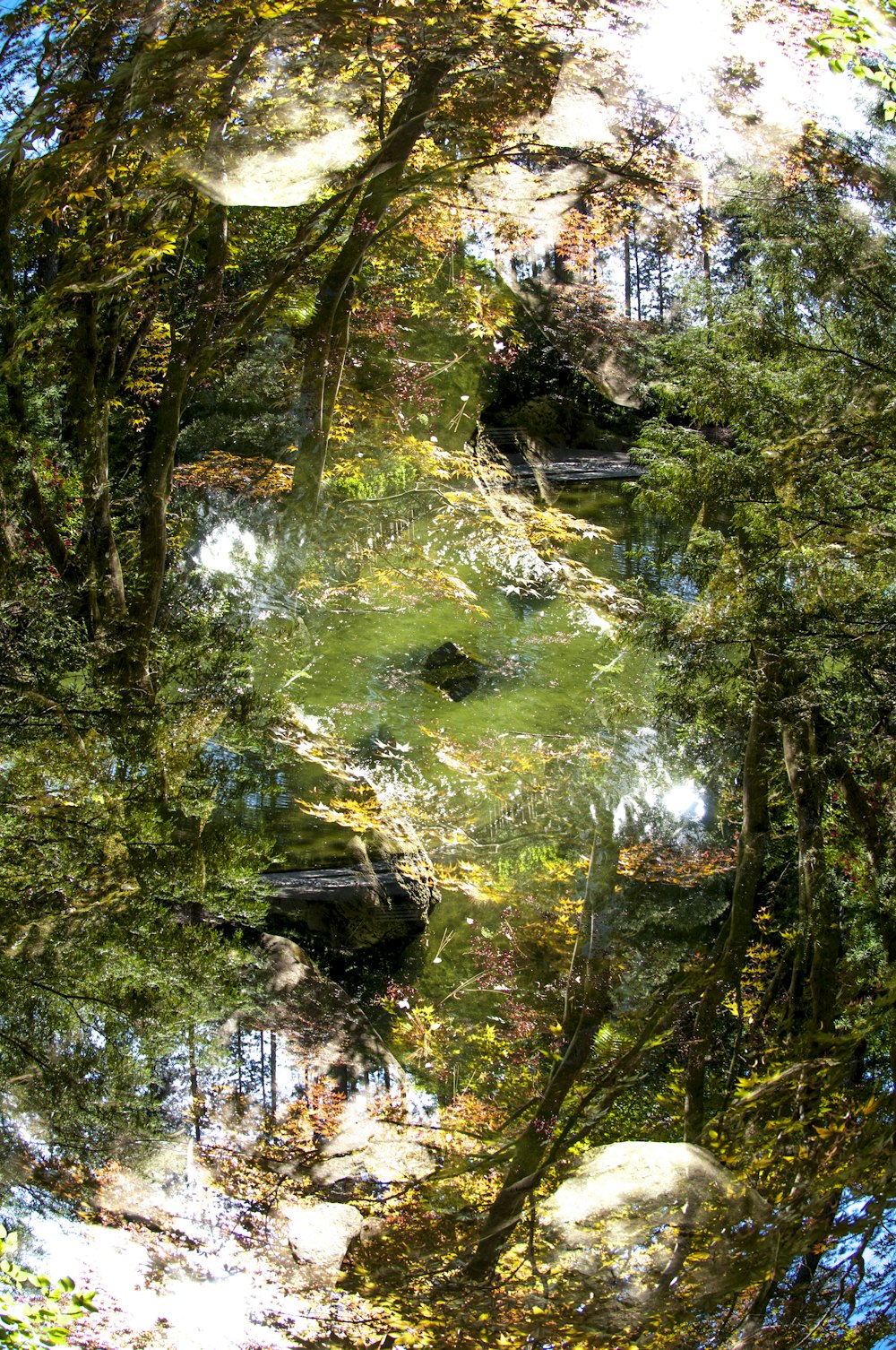 green-leafed tree during daytime