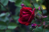 Close-up of a blooming rose with dew drops, symbolizing organic floriculture.