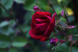 Close-up of a blooming rose with dew drops, symbolizing organic floriculture.