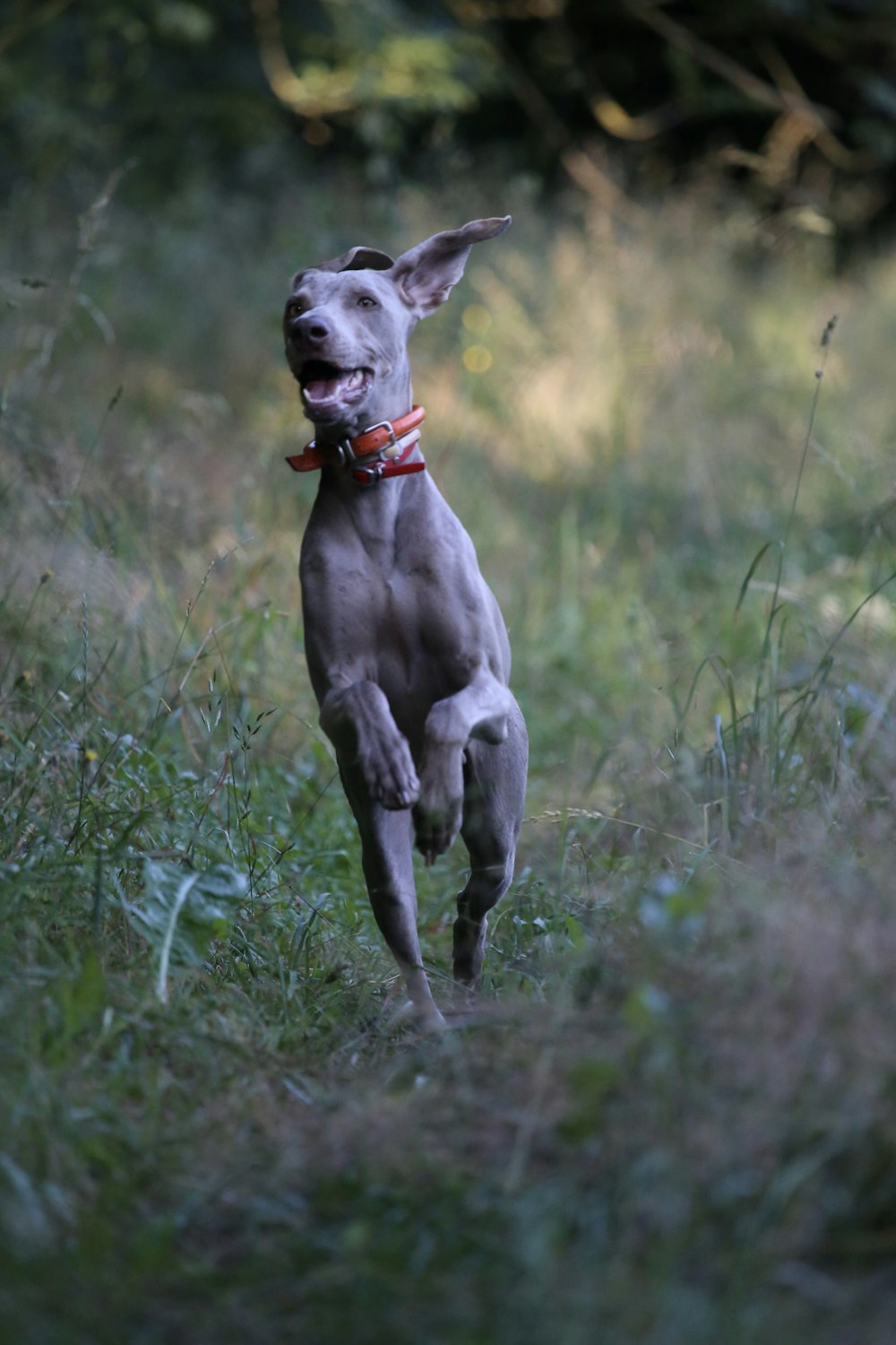 gray dog with red collar running on green grass