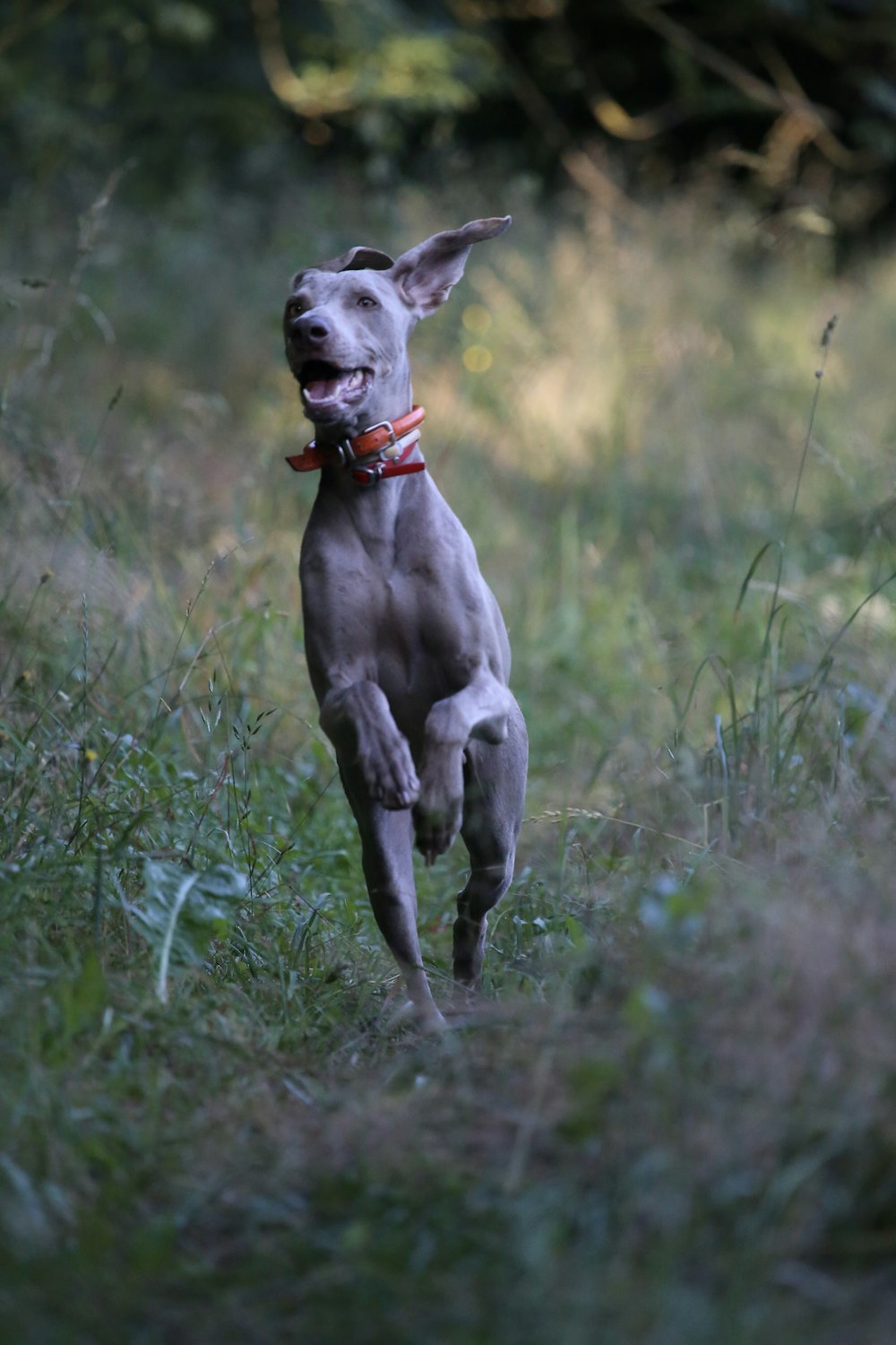 grauer Hund mit rotem Halsband, der auf grünem Gras läuft