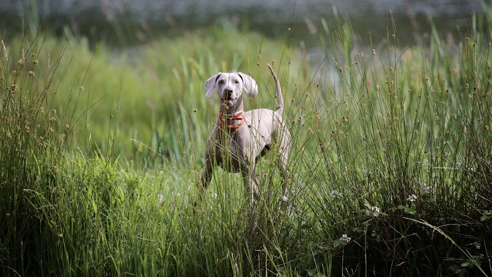 brown dog near green grass