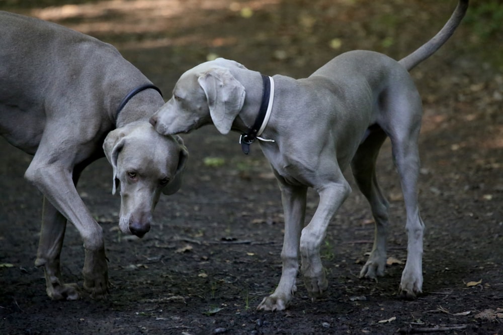 two gray short-coat dogs