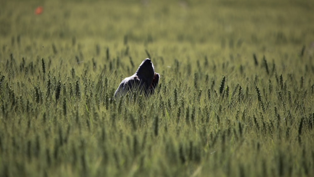 a bear in the middle of a field of tall grass