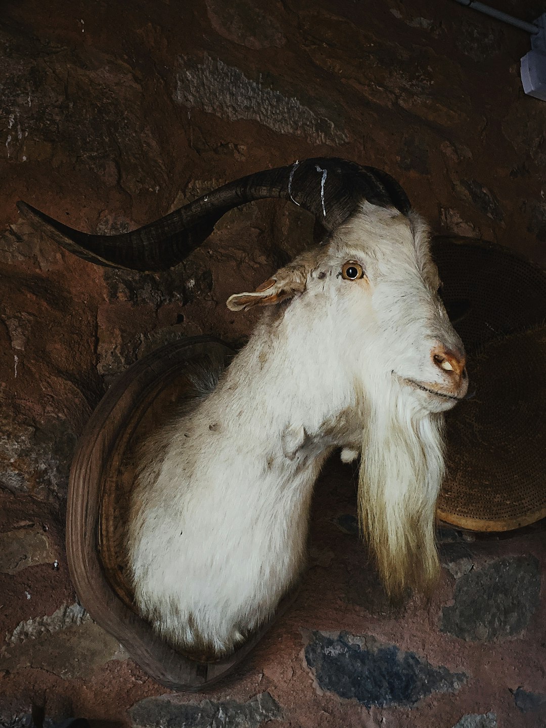 white mountain goat taxidermy