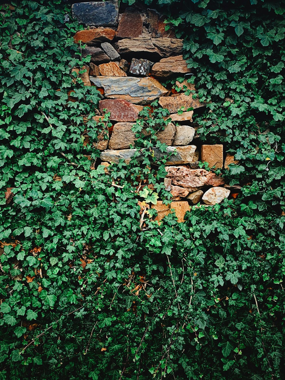 Pared de ladrillo cubierta de enredaderas verdes