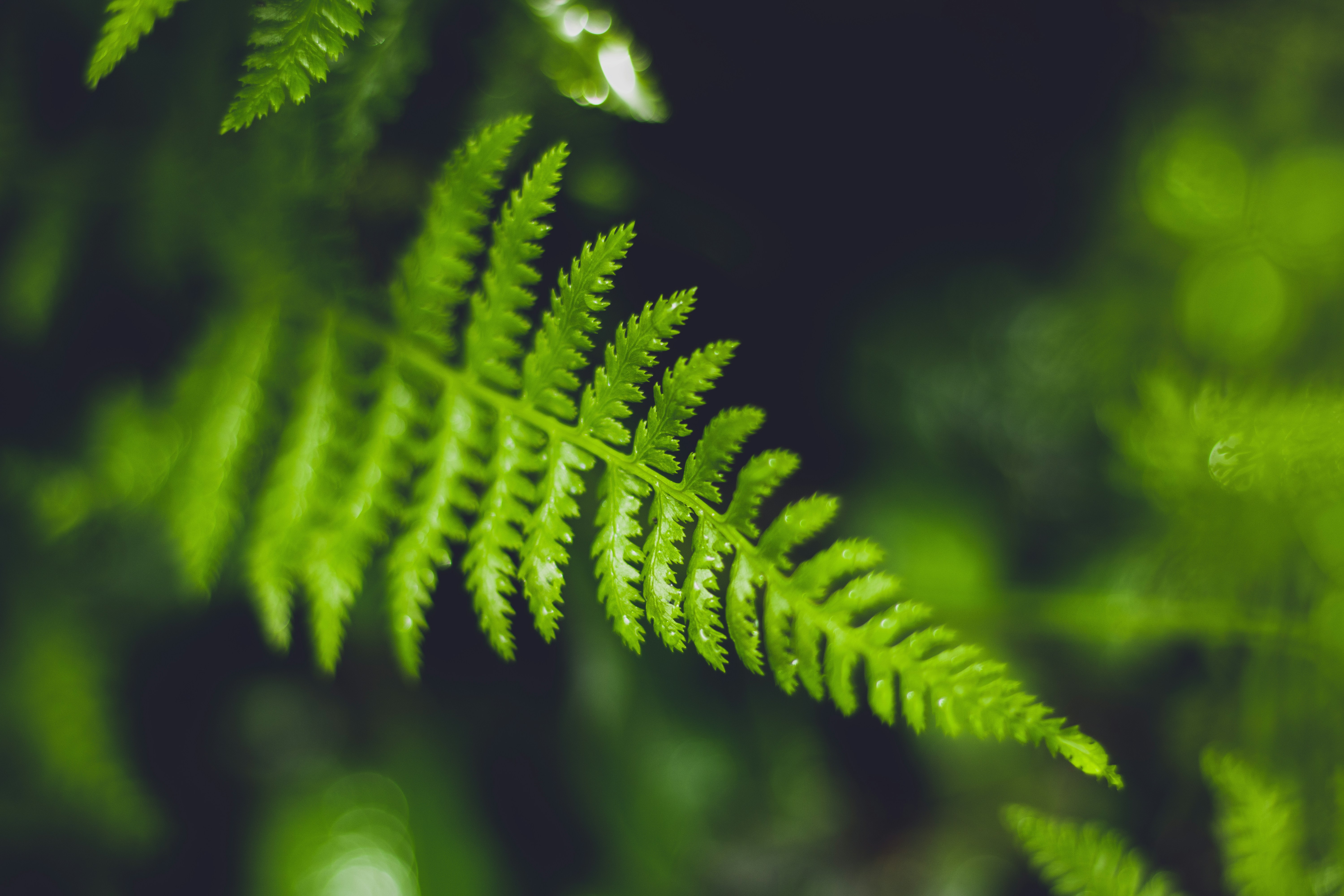 Photo by lanirudhreddy