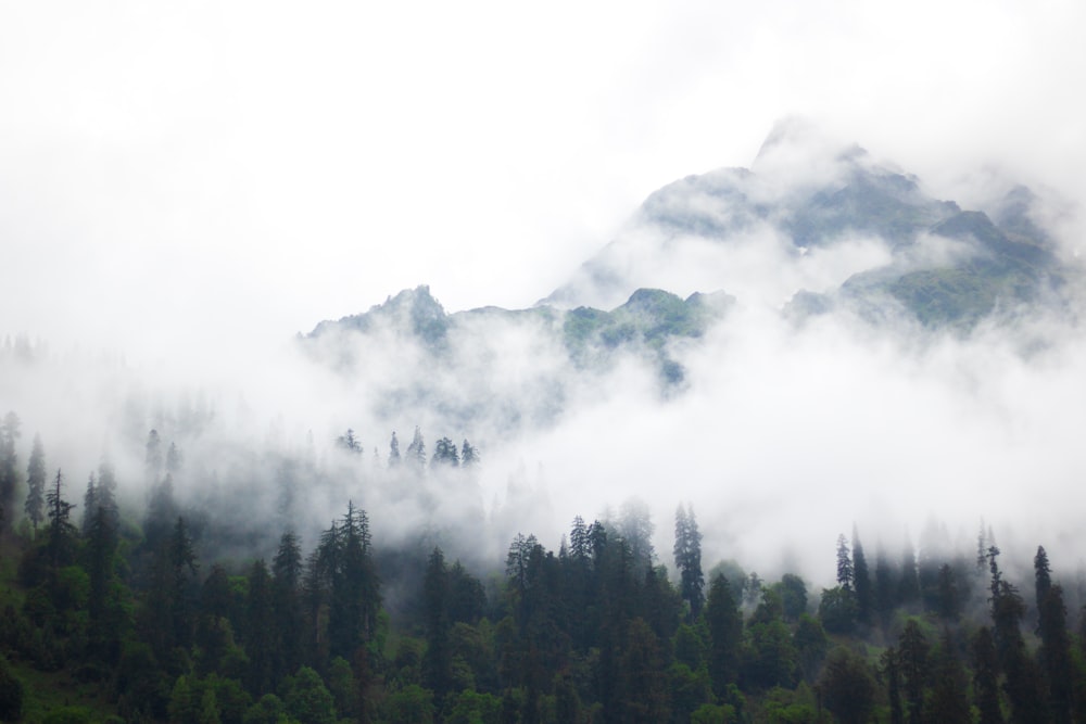 aerial photography of trees