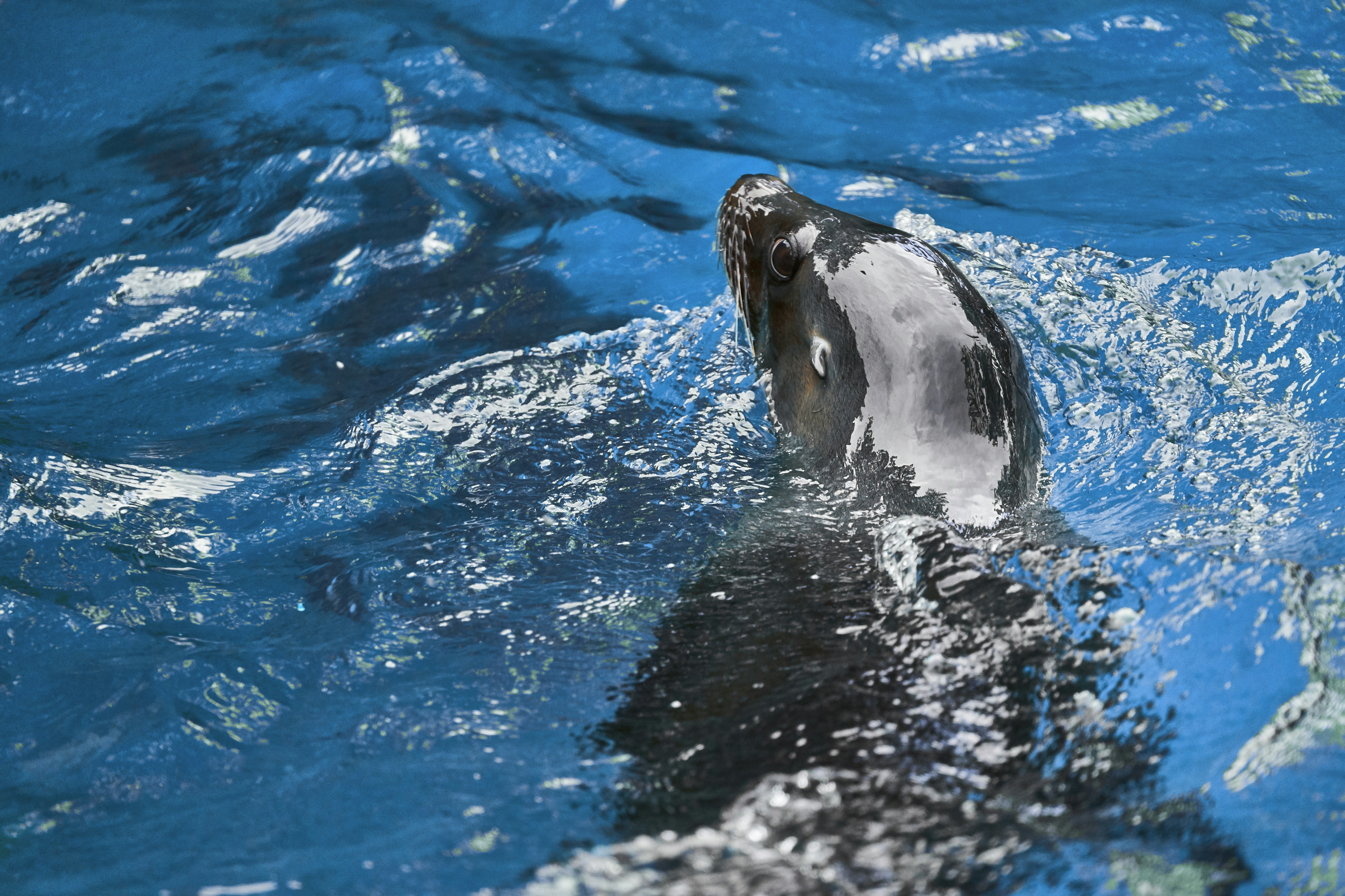 Photo by wolfgang_hasselmann