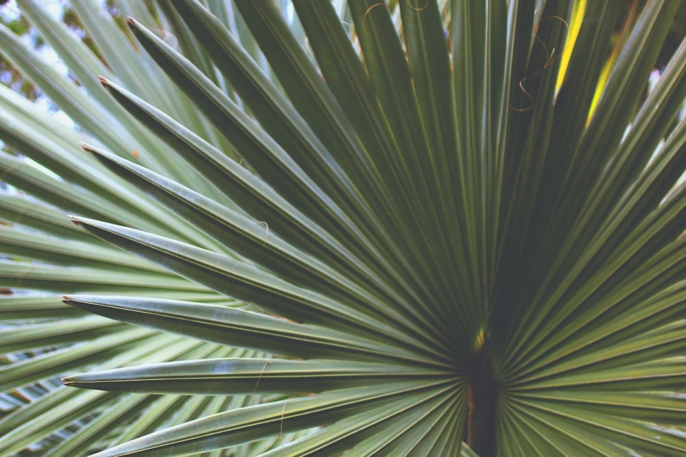 green fan palm plant