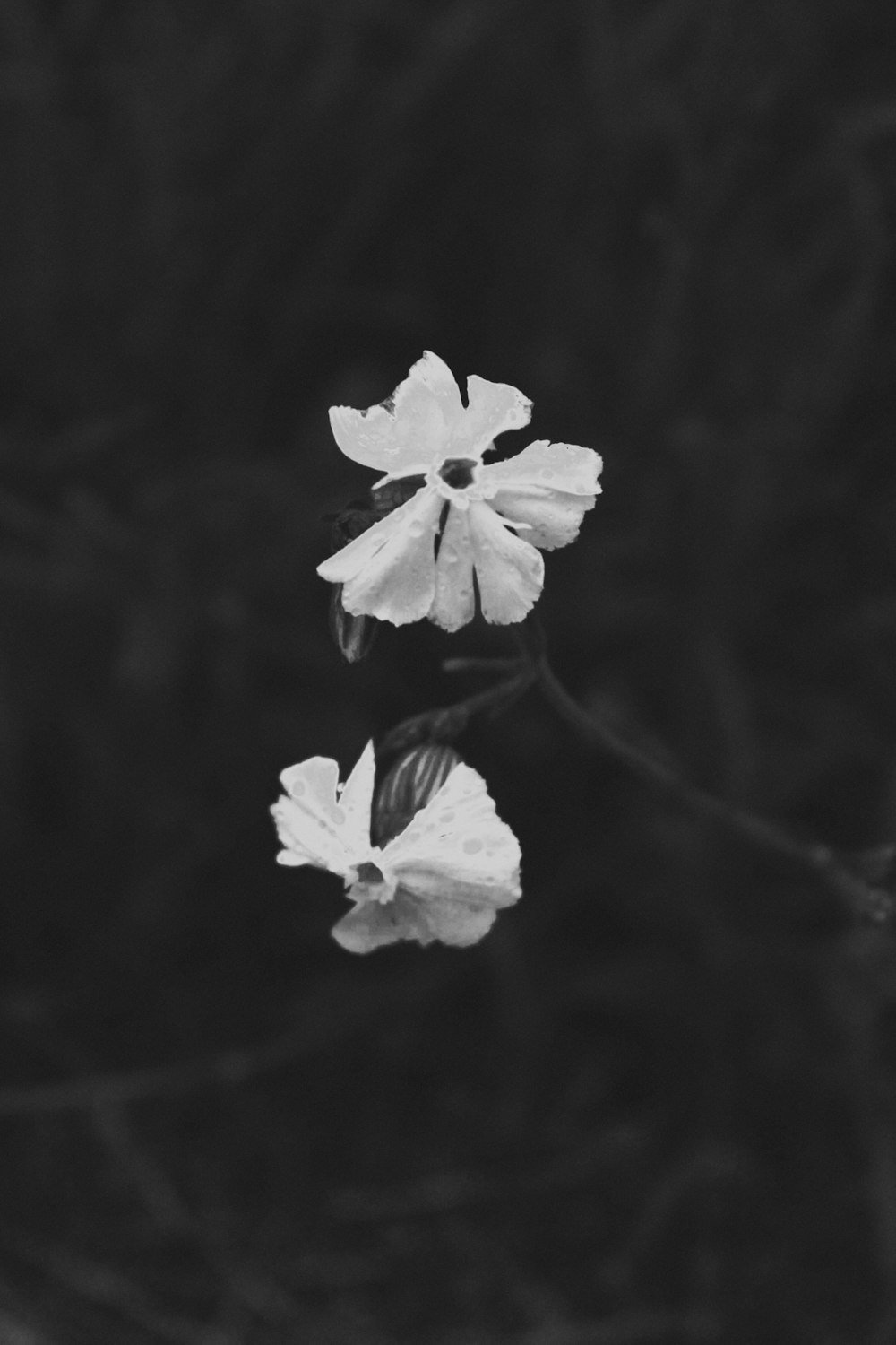 Foto en escala de grises de una flor con pétalos