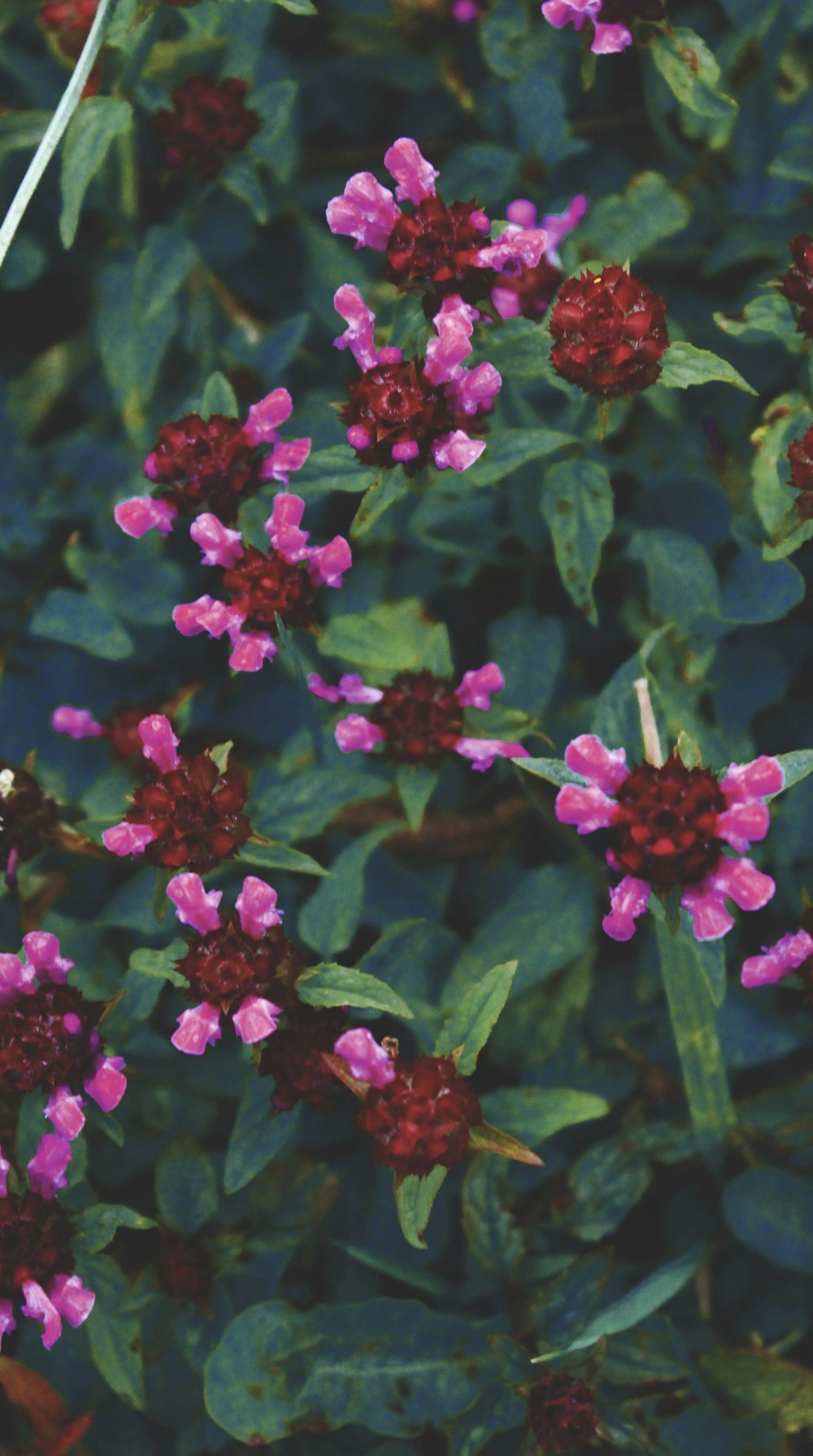 red and pink flowers