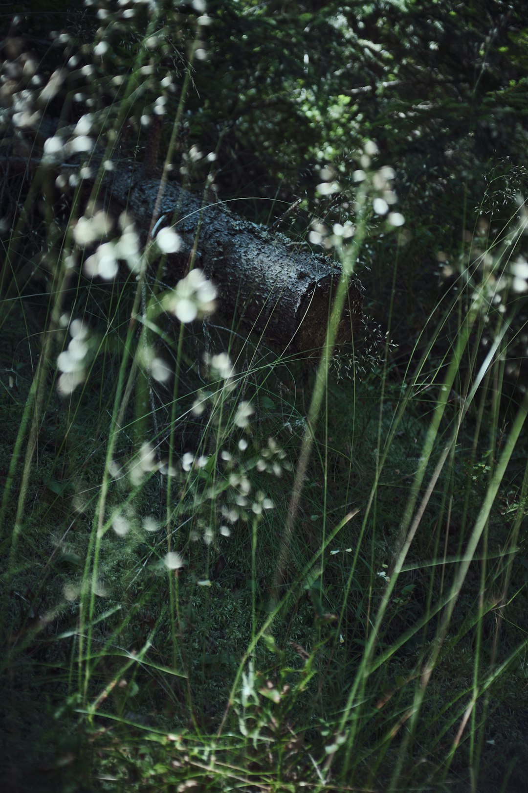 white petaled flowers