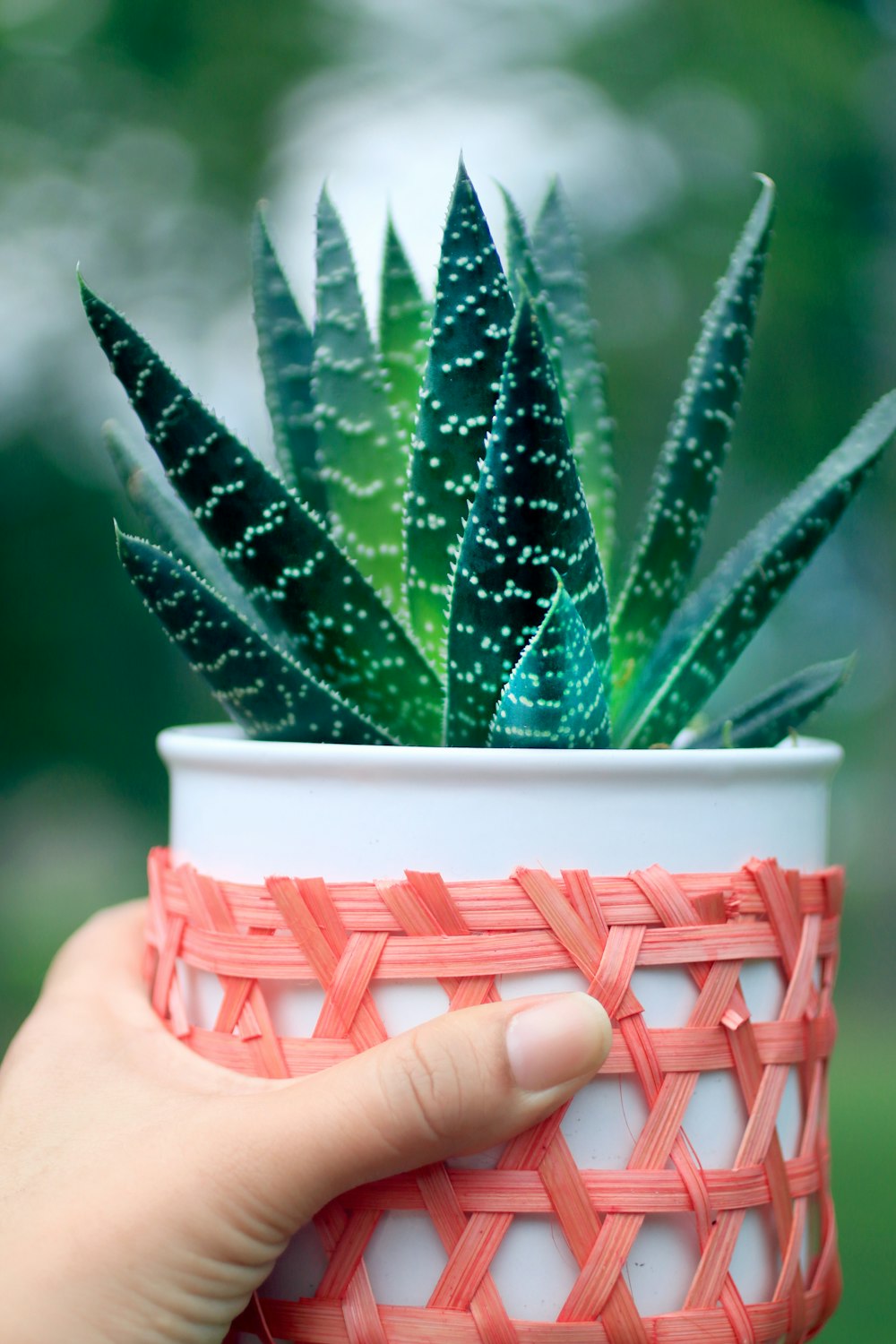 plantas de folhas verdes e vaso de planta de cerâmica branca redonda