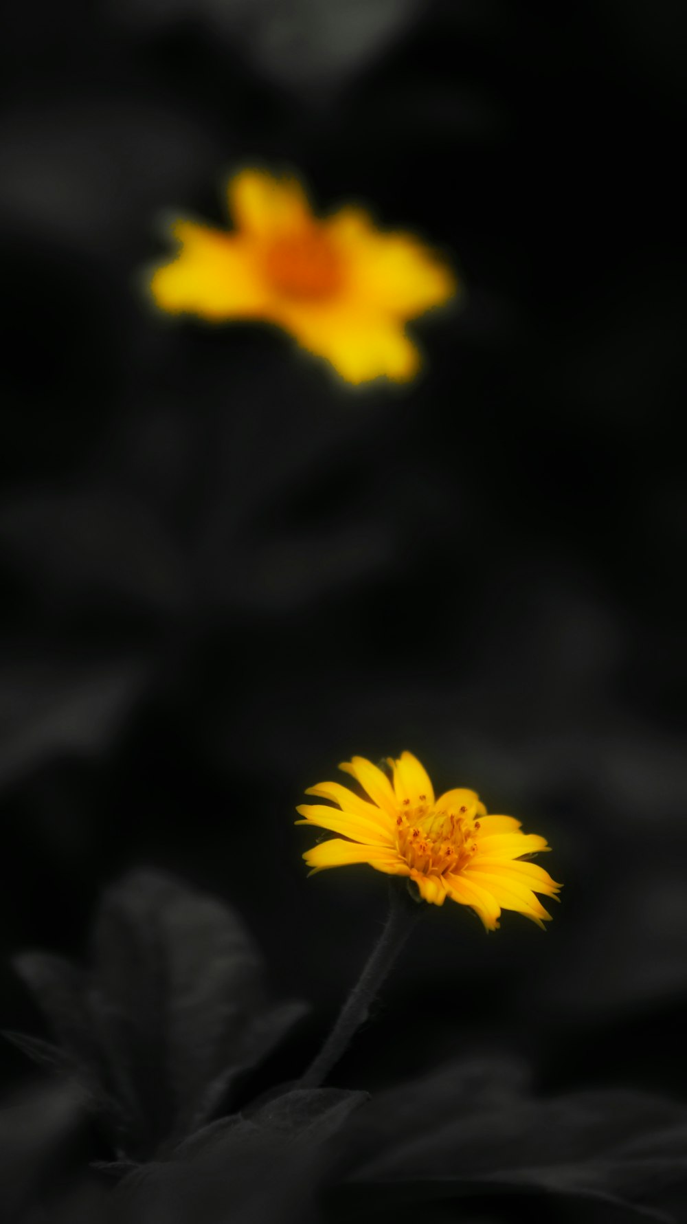selective color photography of yellow flower