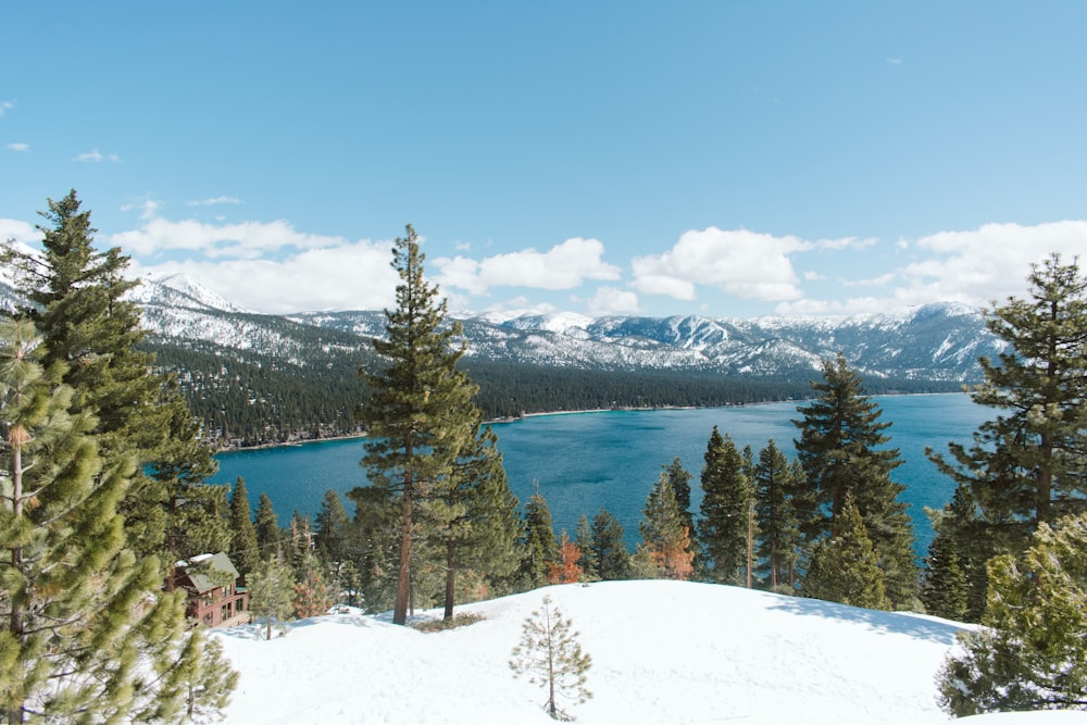 green pine trees near lake