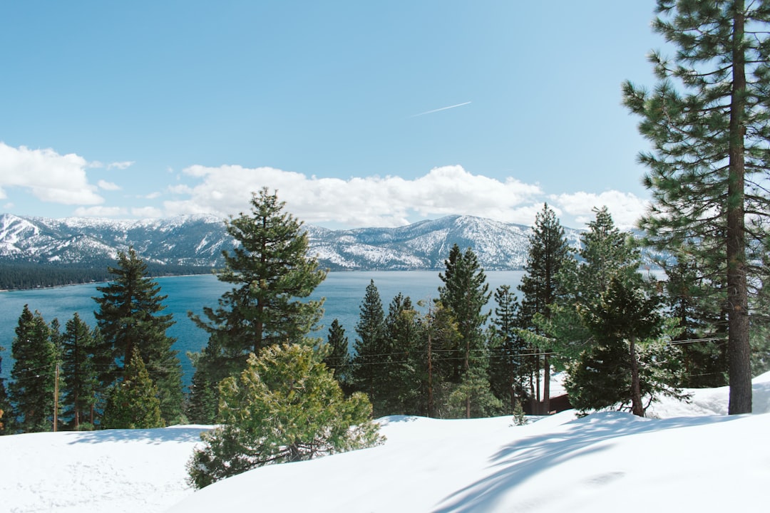 green pine trees,