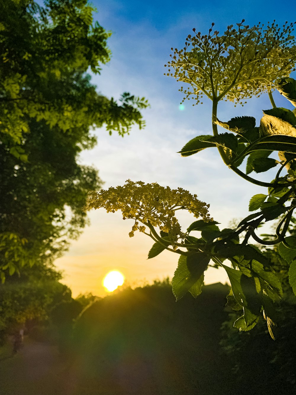 yellow clustered petaled flowers