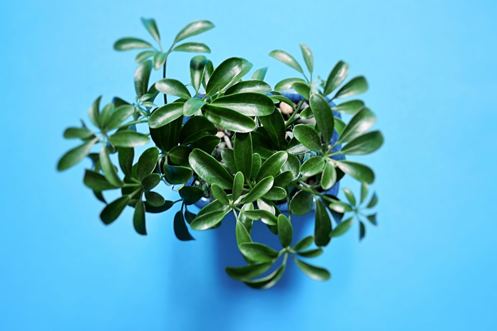 green-leafed plant