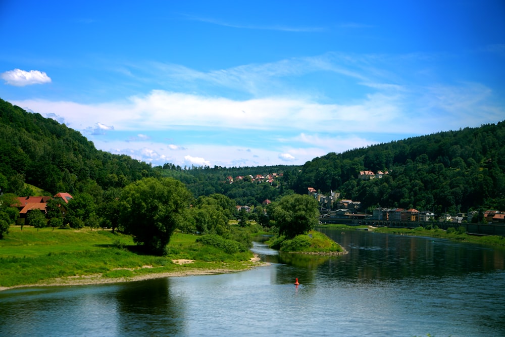 body of water near trees