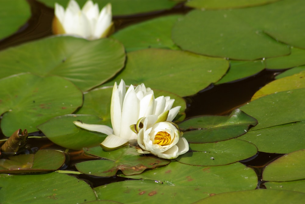 white petaled flower