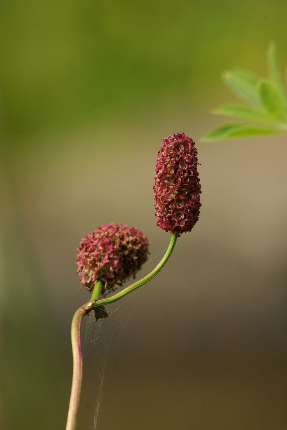 red flower buds