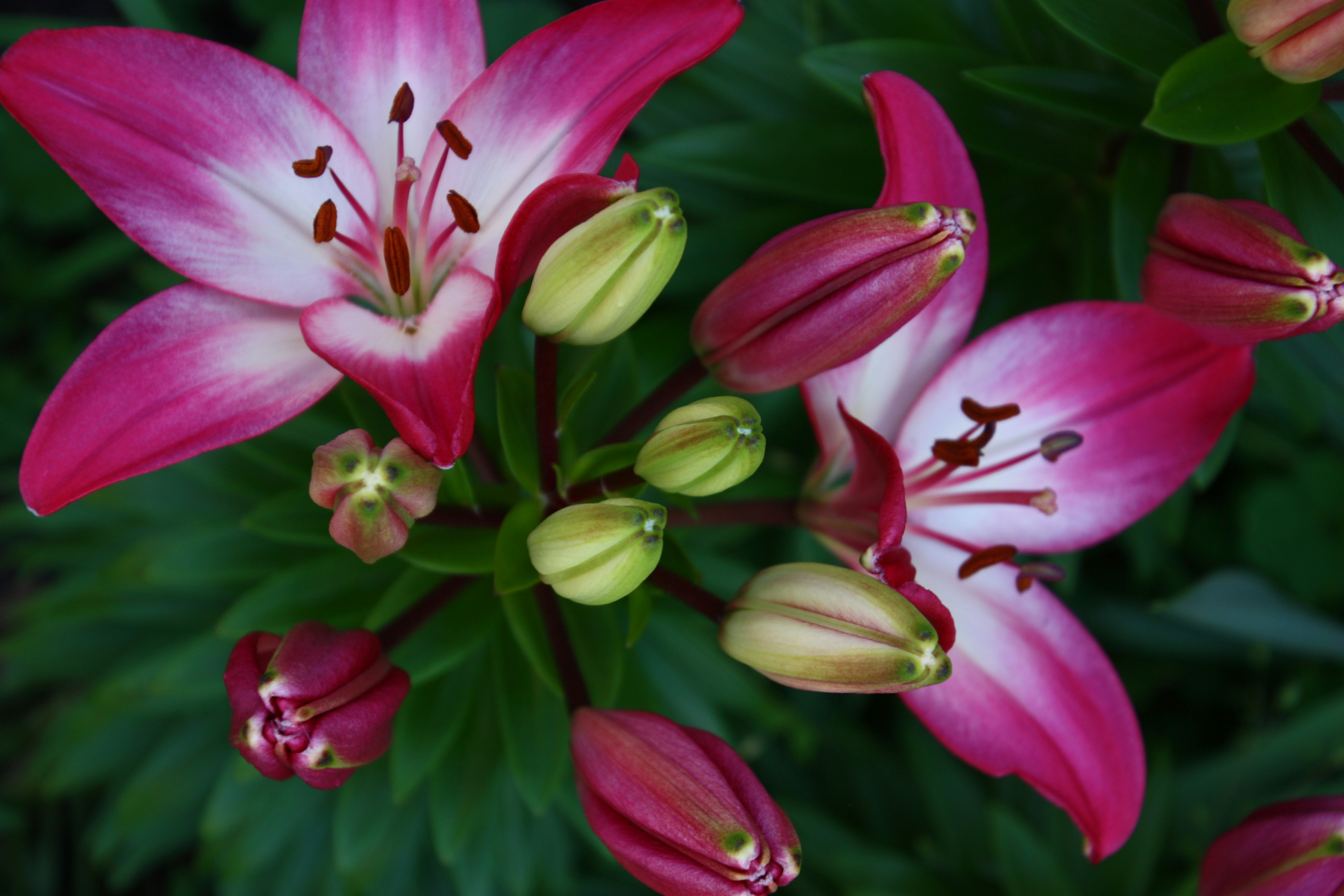 Photo by anthonyaird