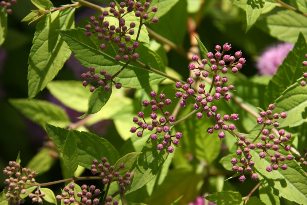 purple flowers