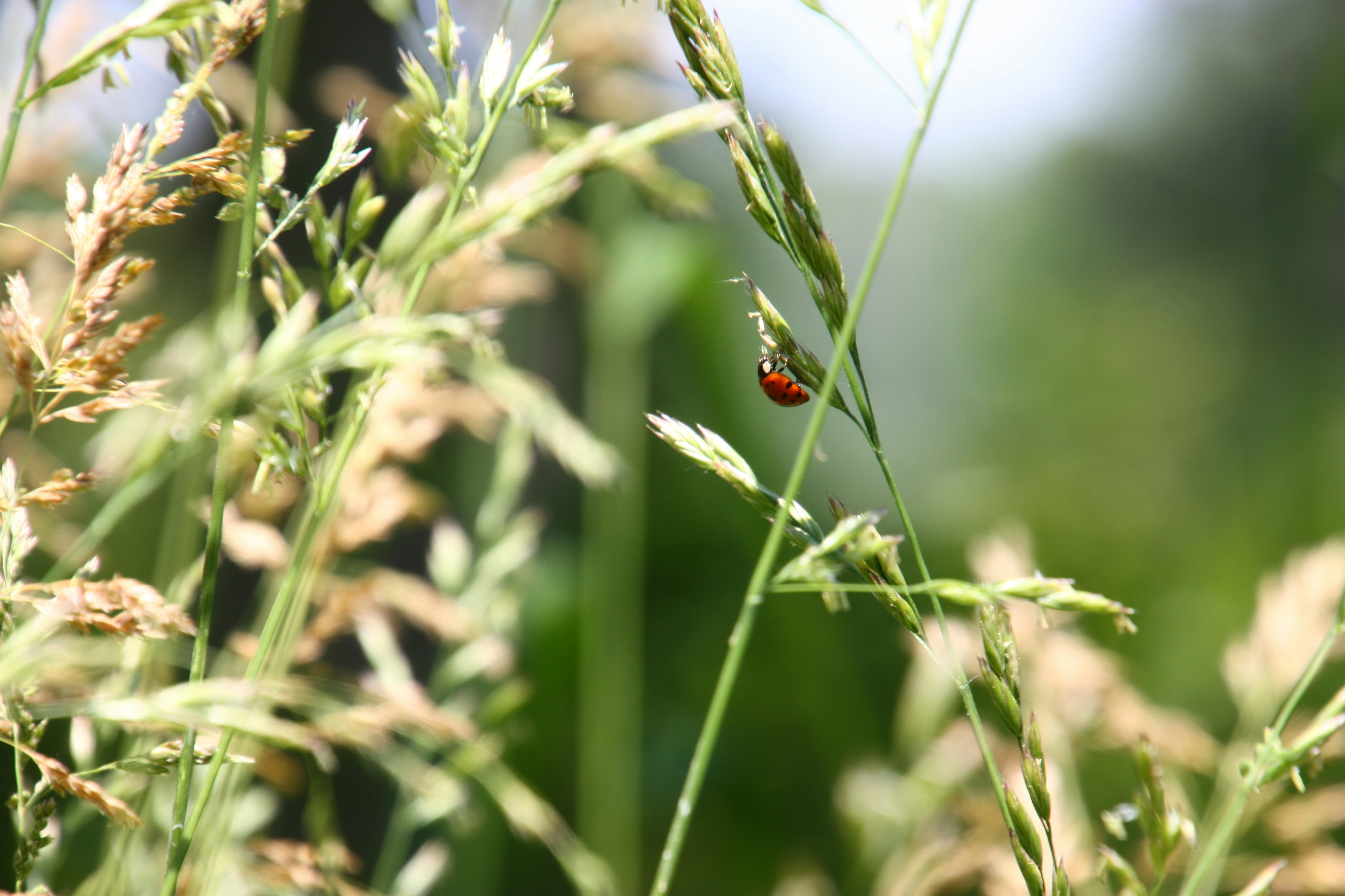 Photo by anthonyaird