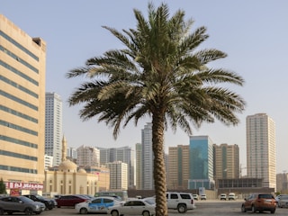 A vibrant cityscape features a tall palm tree in the foreground with a backdrop of modern high-rise buildings. The skyline is dotted with various architectural styles, including a mosque with a dome and minaret. Cars are parked along the street, and the sky appears clear.