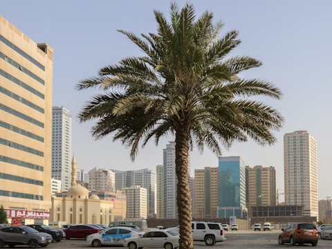 A vibrant cityscape features a tall palm tree in the foreground with a backdrop of modern high-rise buildings. The skyline is dotted with various architectural styles, including a mosque with a dome and minaret. Cars are parked along the street, and the sky appears clear.