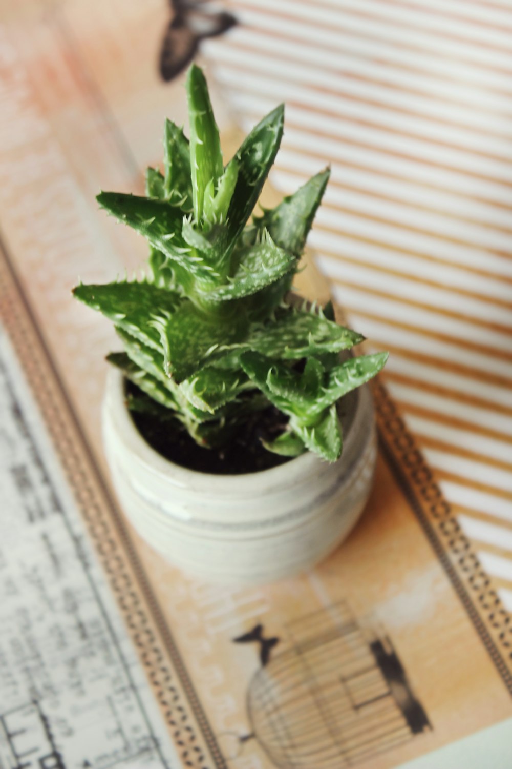 green plant on white pot