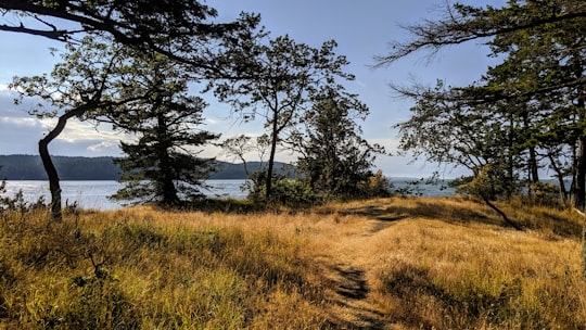 green-leafed trees and brown grass in Galiano Island Canada