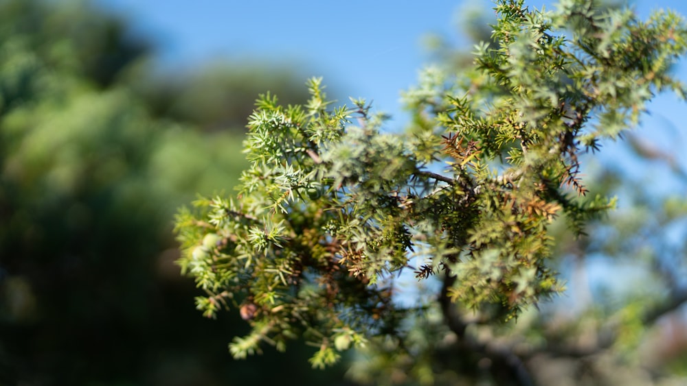 green tree