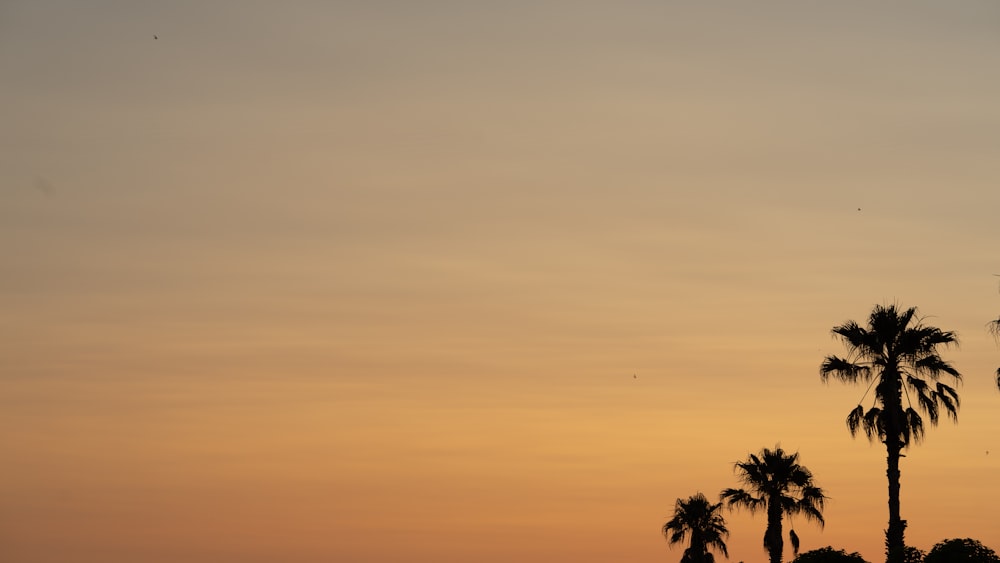 silhouette of coconut trees