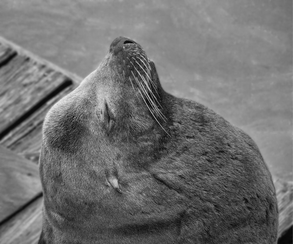 grayscale photo of sea lion