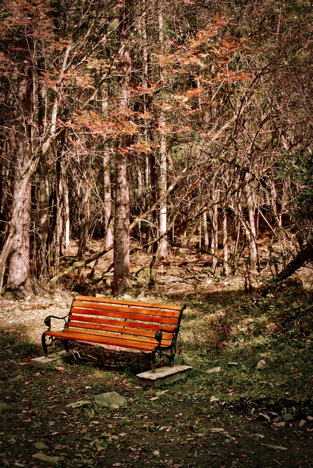 brown wooden bench near trees