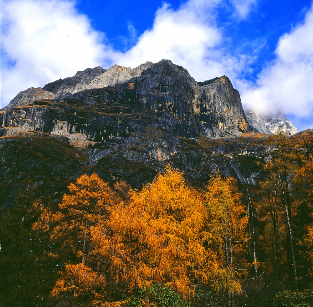 yellow trees near mountain