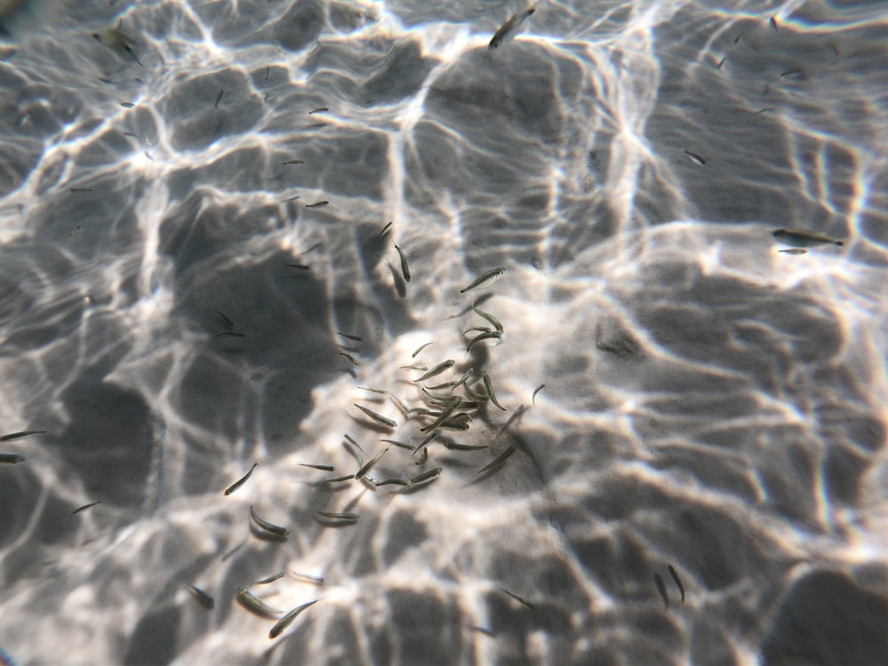 Peces marrones en el océano